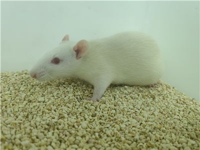 尿路結石動物模型